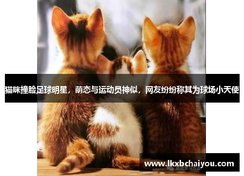 猫咪撞脸足球明星，萌态与运动员神似，网友纷纷称其为球场小天使